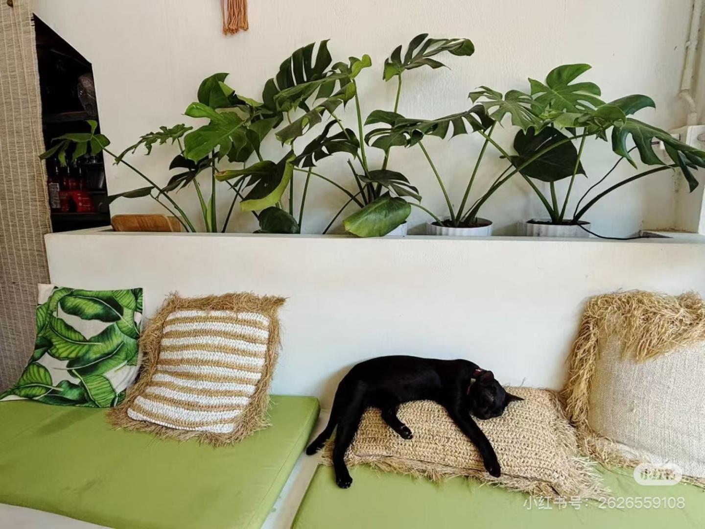 タオ島 Cactus Boutiqueホステル エクステリア 写真